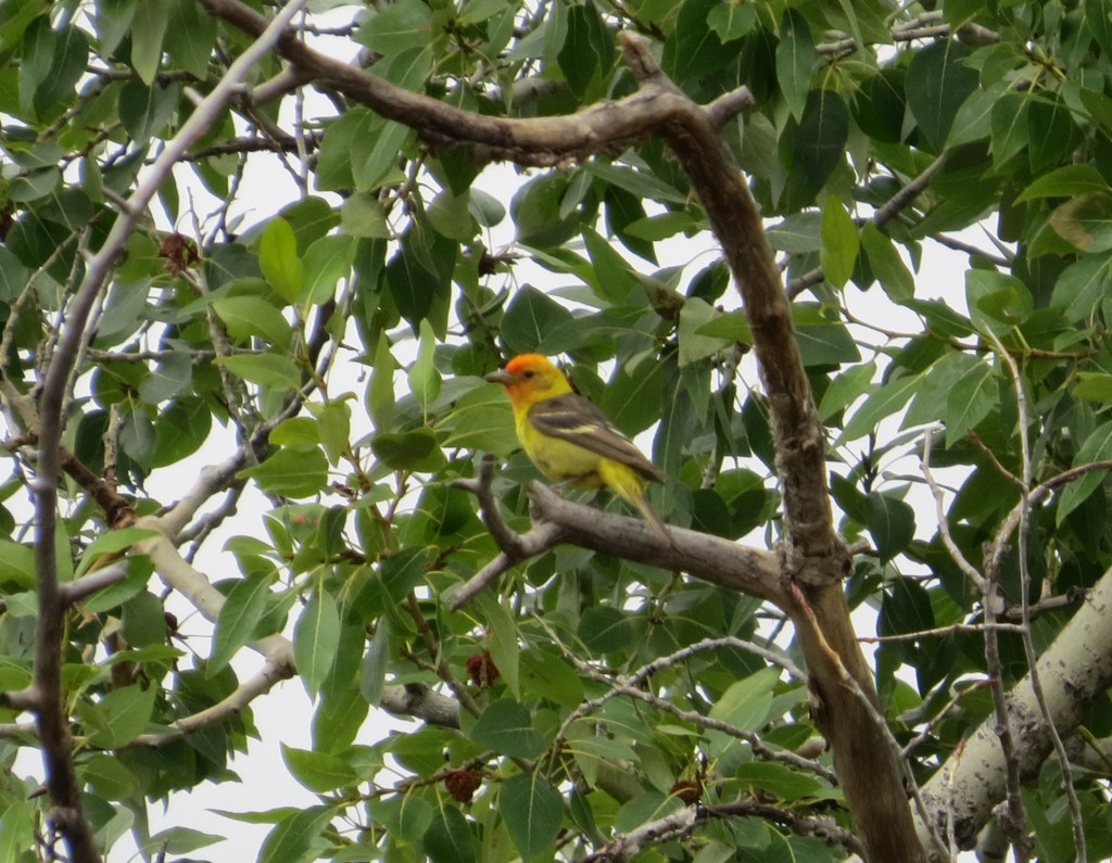 Western Tanager