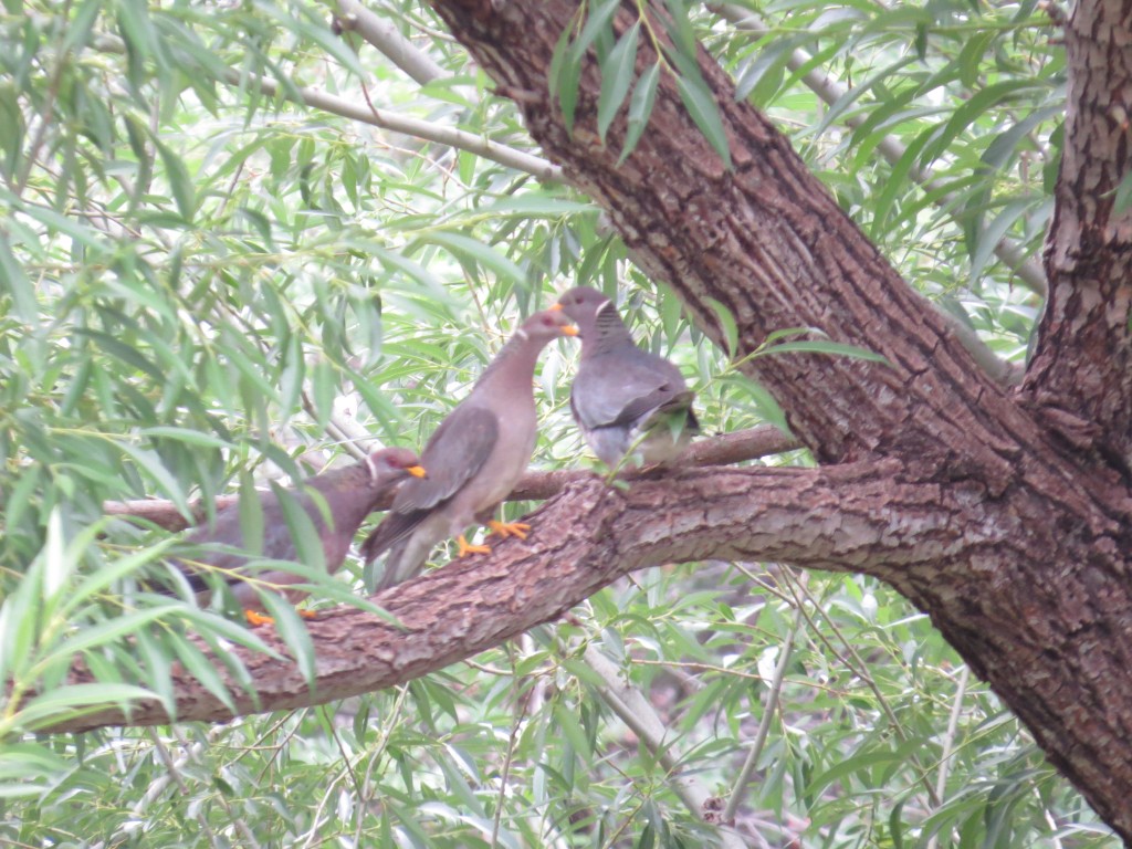 Band-tailed Pigeons