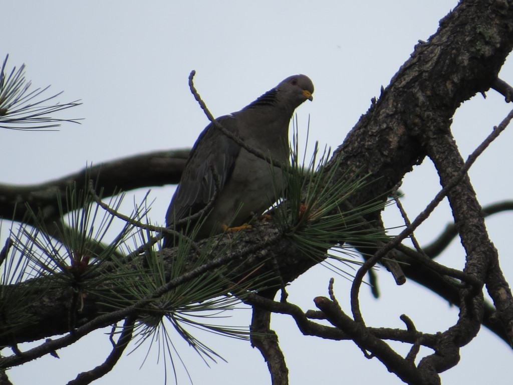 Band-tailed Pigeon