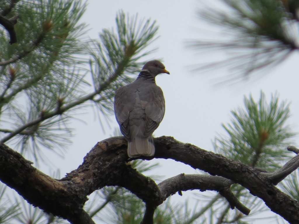 Band-tailed Pigeon