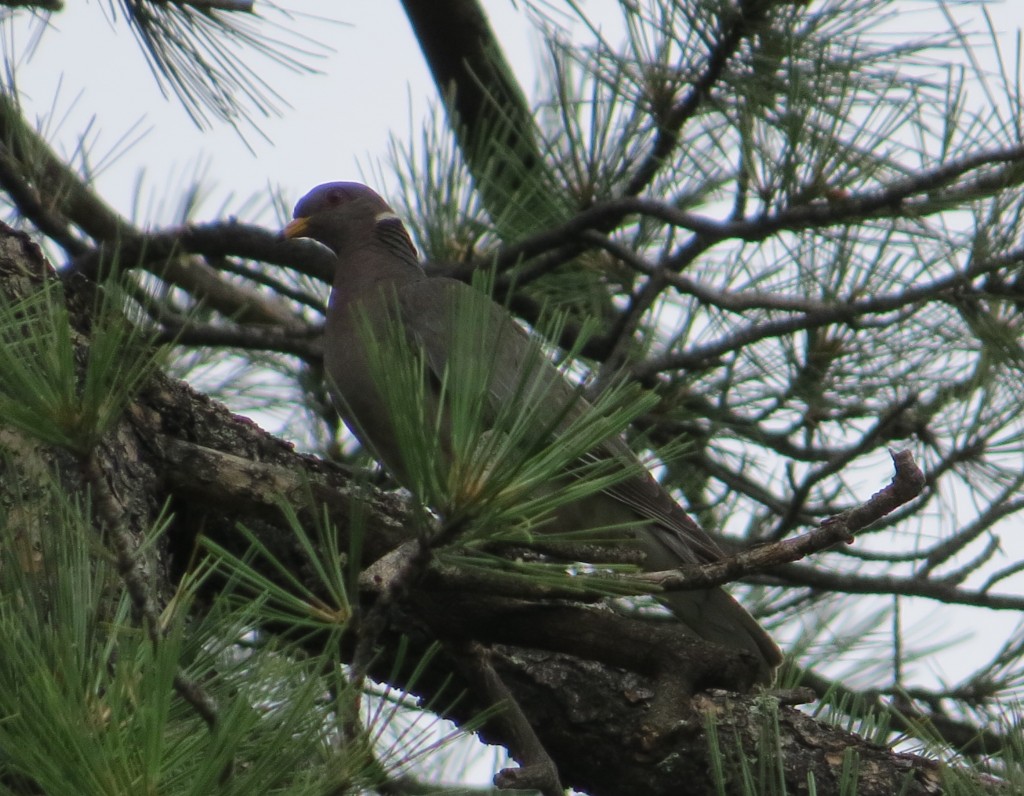 Band-tailed Pigeon