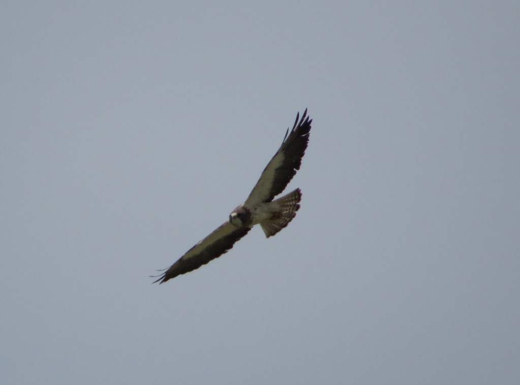 Swainson's Hawk