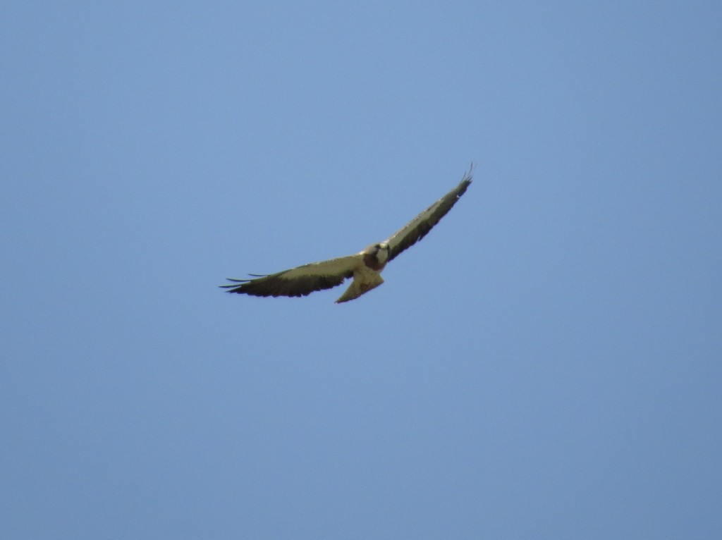 Swainson's Hawk