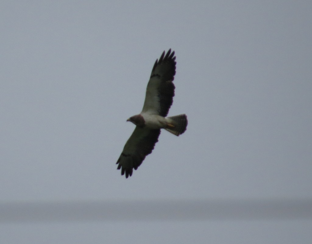 Swainson's Hawk