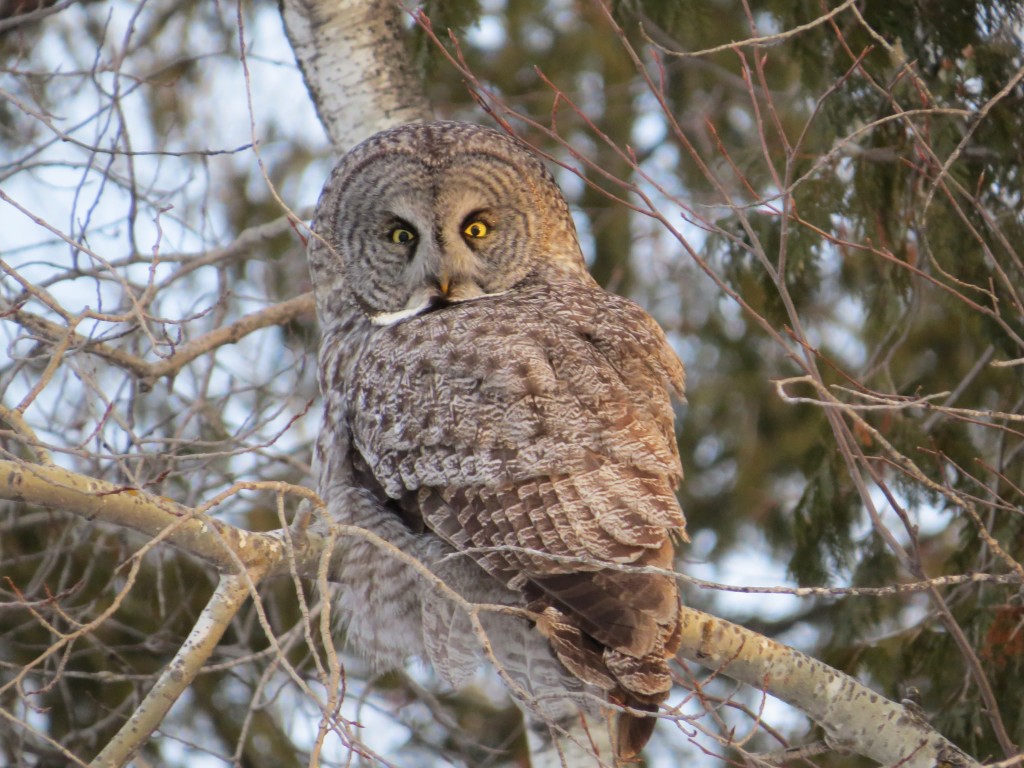 Great Gray Owl - archive photo of life bird - March 2013