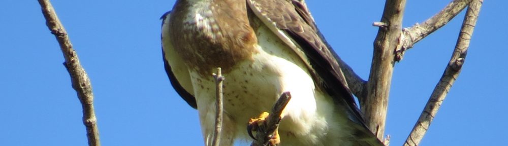 Swainson's Hawk