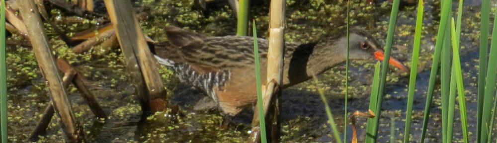 Virginia Rail