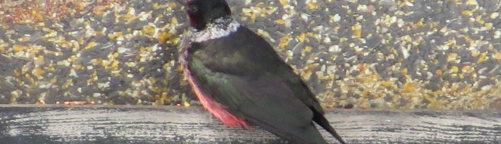 Lewis's Woodpecker