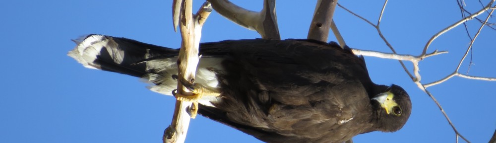 Harris's Hawk