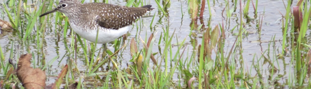 Solitary Sandpiper