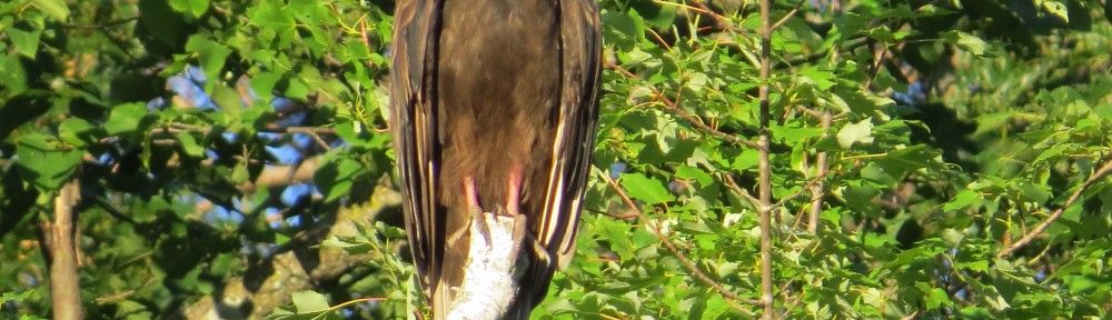 Turkey Vulture