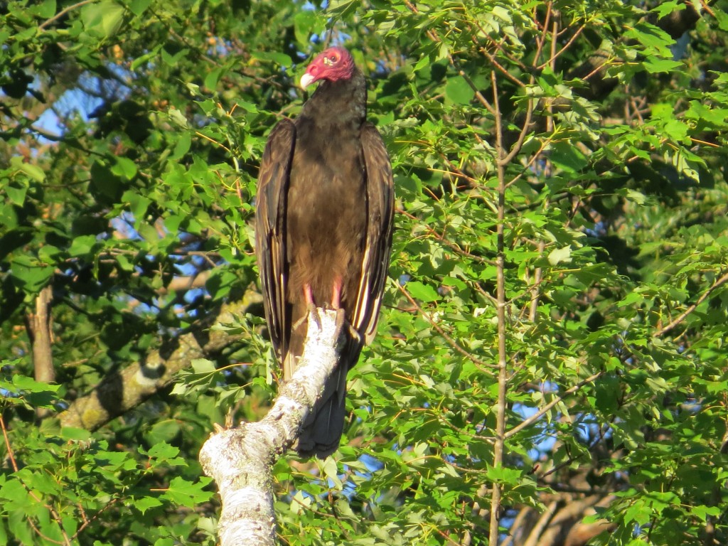 Turkey Vulture