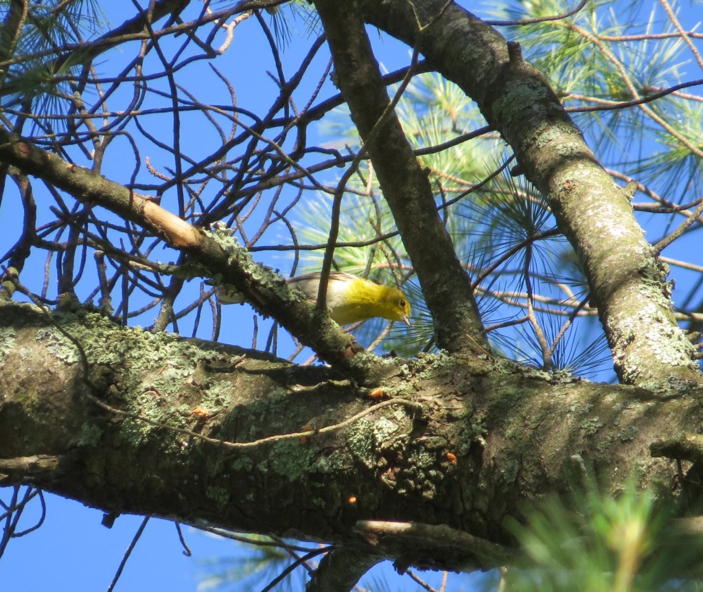 Pine Warbler