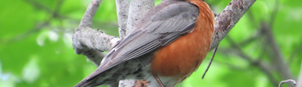 American Robin