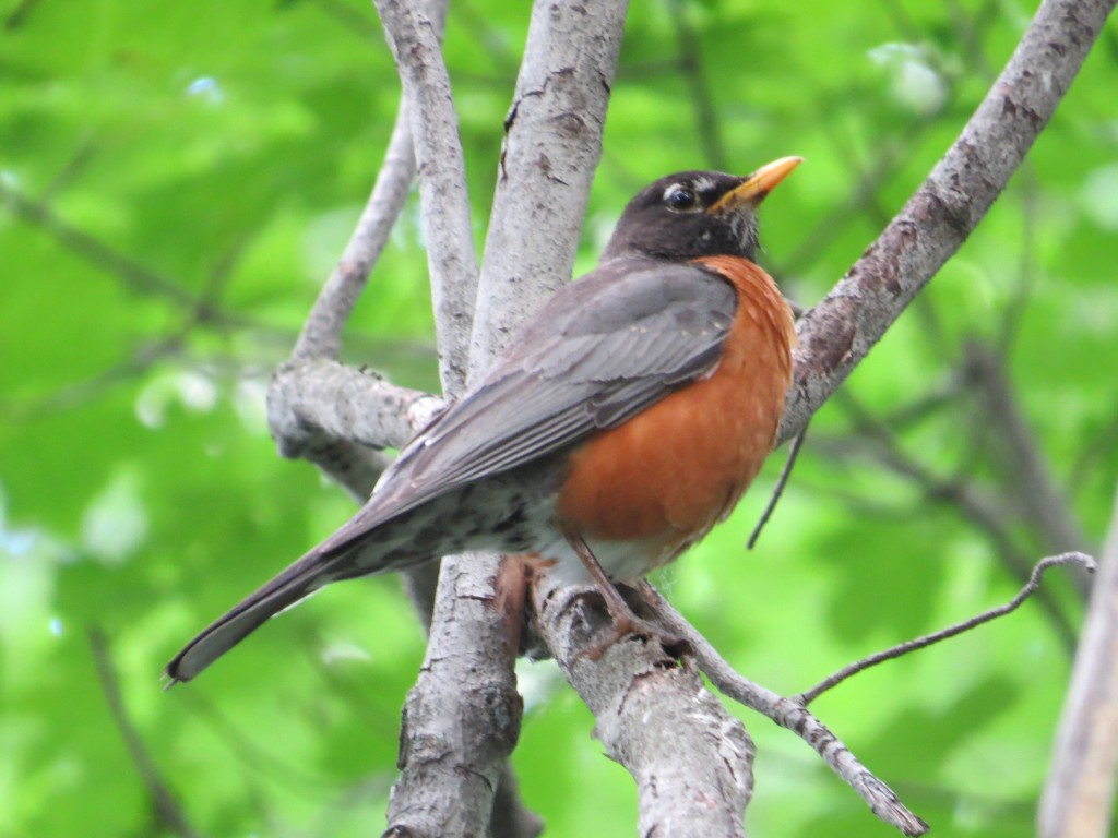 American Robin 