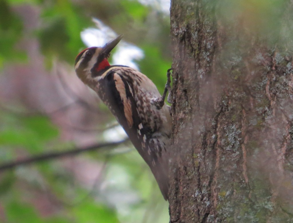 Yellow-bellied Sapsucker