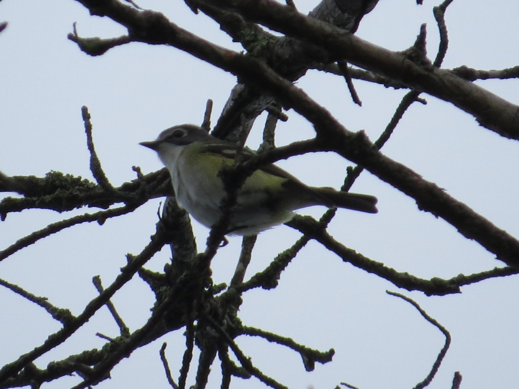 Blue-headed Vireo