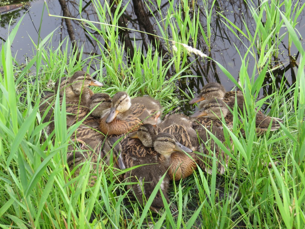 Baby Mallards