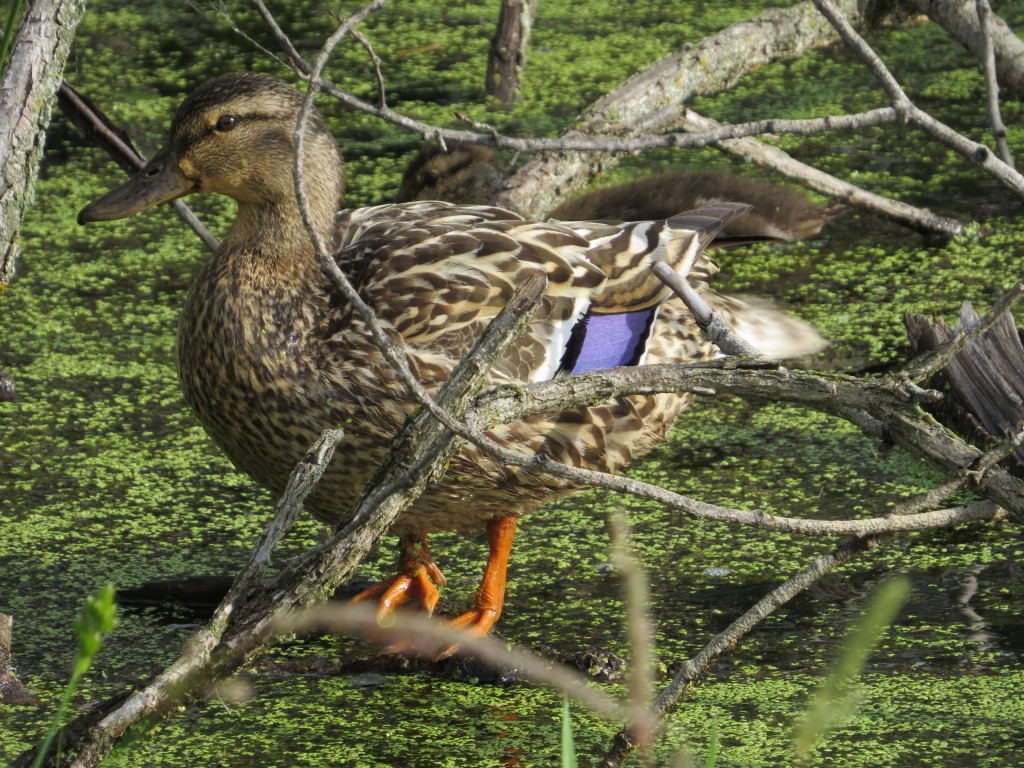 Hen Mallard with her favorite child