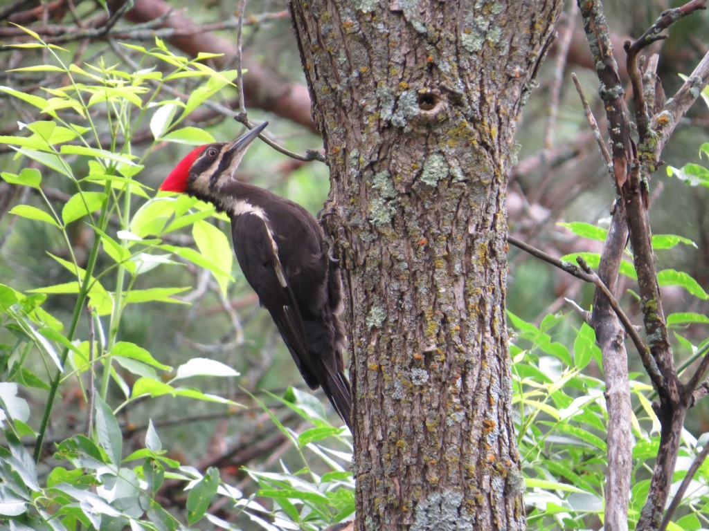 Pileated Woodpecker