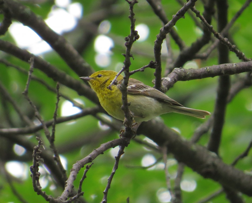 Pine Warbler