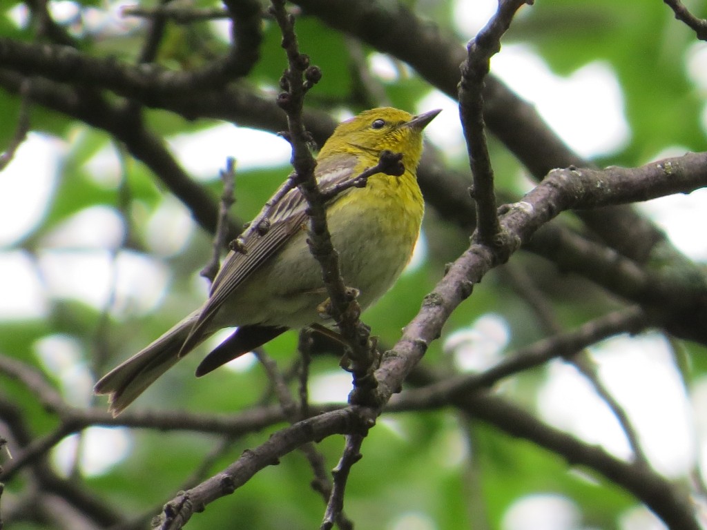 Pine Warbler