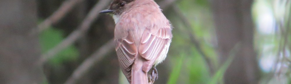 Eastern Phoebe - purported by some to be the third-best Phoebe