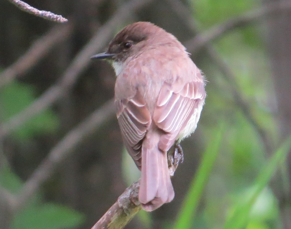 Eastern Phoebe - purported by some to be the third-best Phoebe