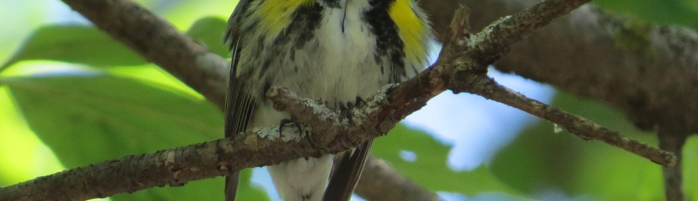 Myrtle's Yellow-rumped Warbler
