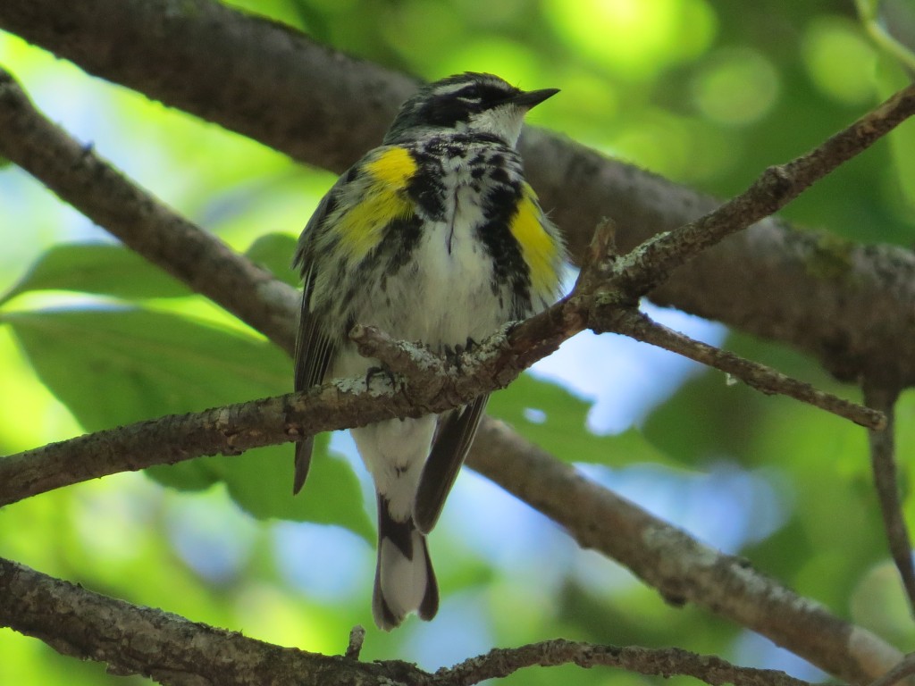 Myrtle's Yellow-rumped Warbler