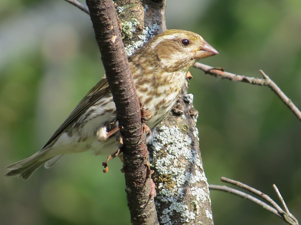 Purple Finch - female