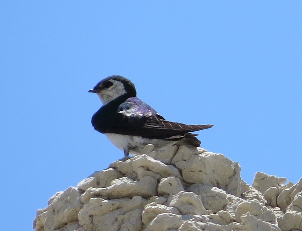 Violet-green Swallow