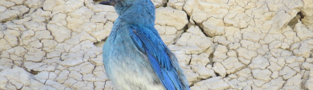 Mountain Bluebird