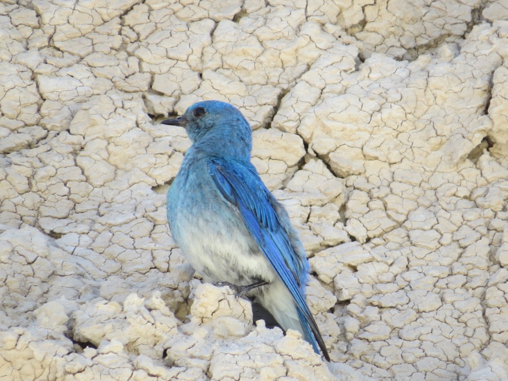 Mountain Bluebird