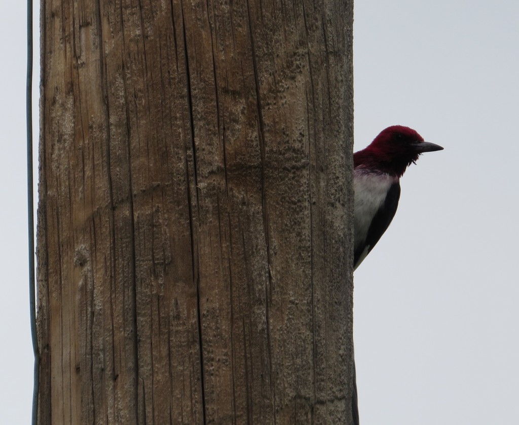 Red-headed Woodpecker