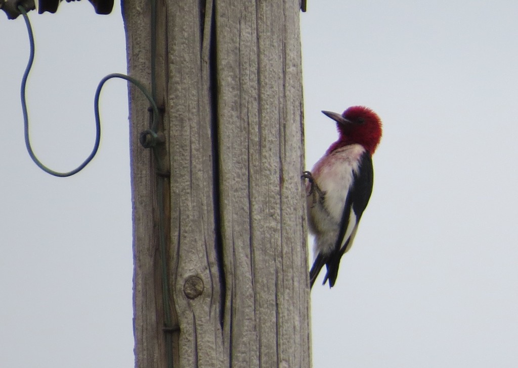 Red-headed Woodpecker