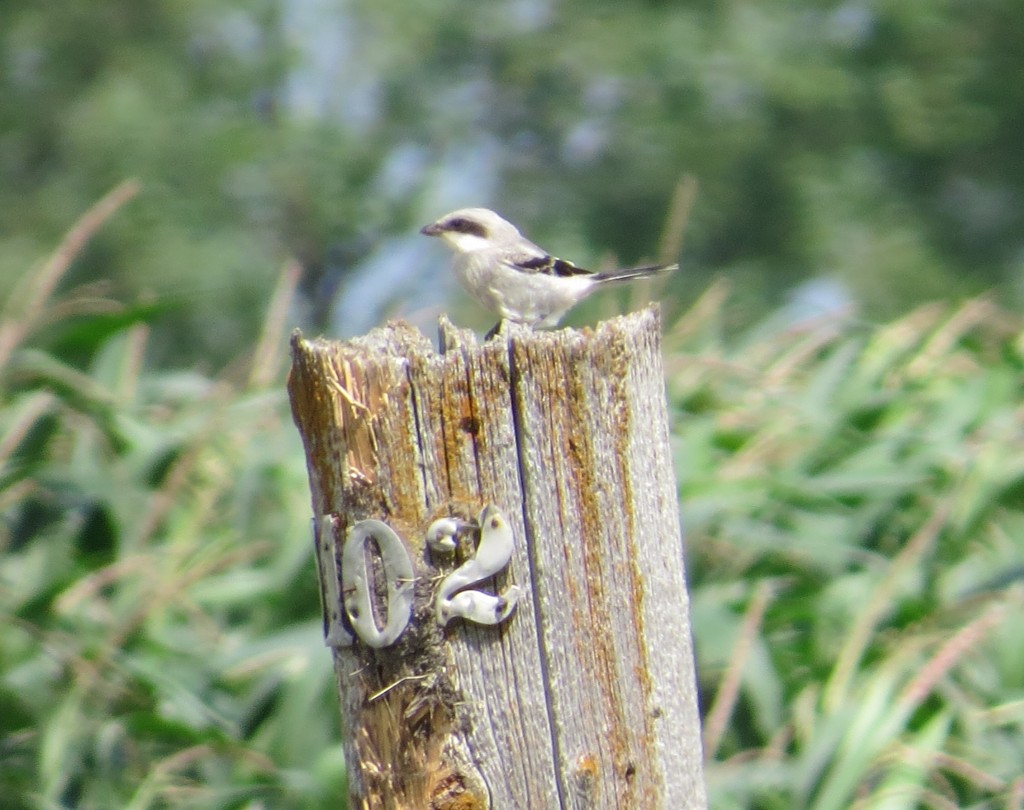 Loggerhead Shrike