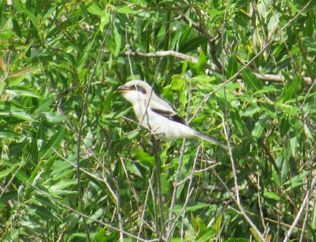 Loggerhead Shrike