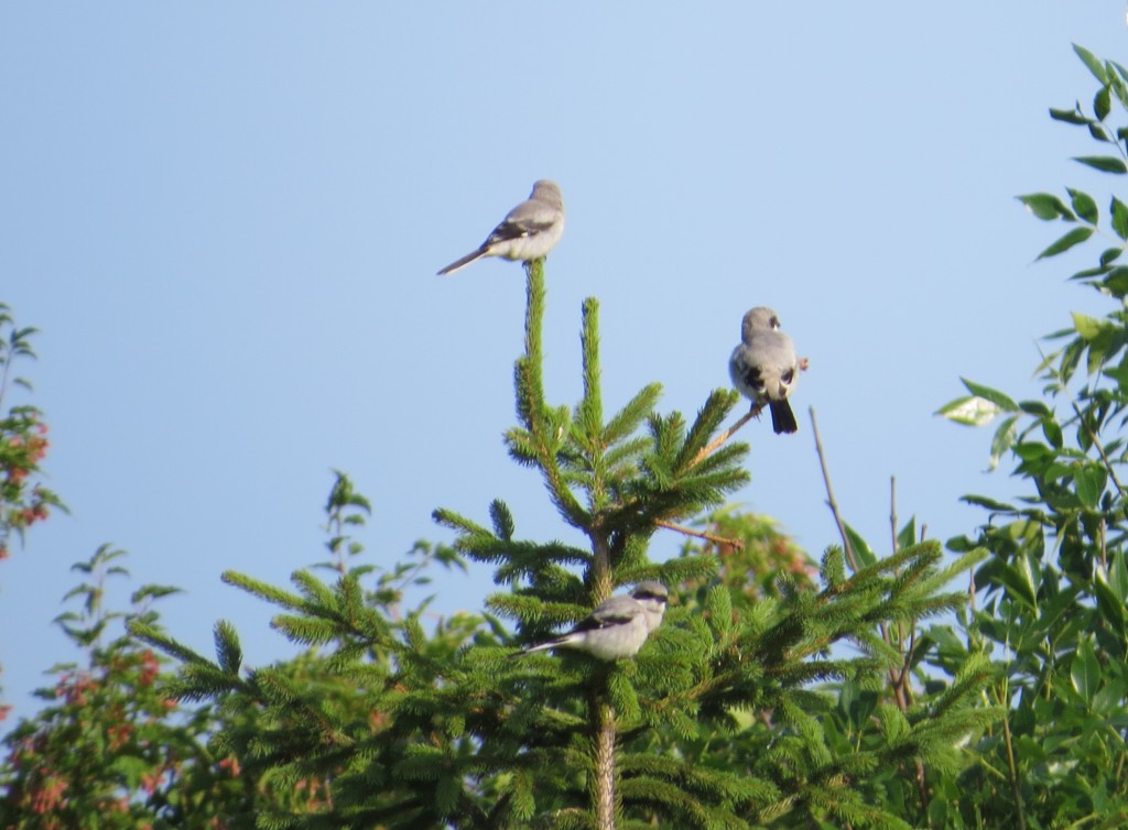 Loggerhead Shrike