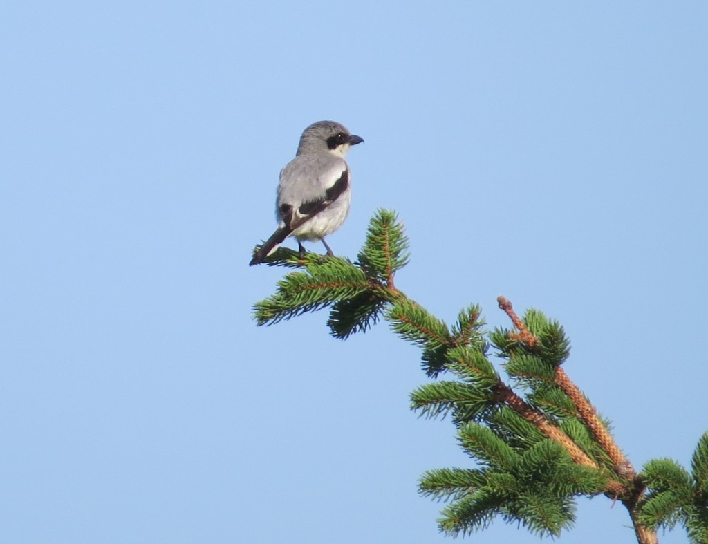 Loggerhead Shrike