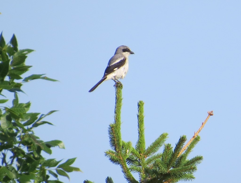 Loggerhead Shrike