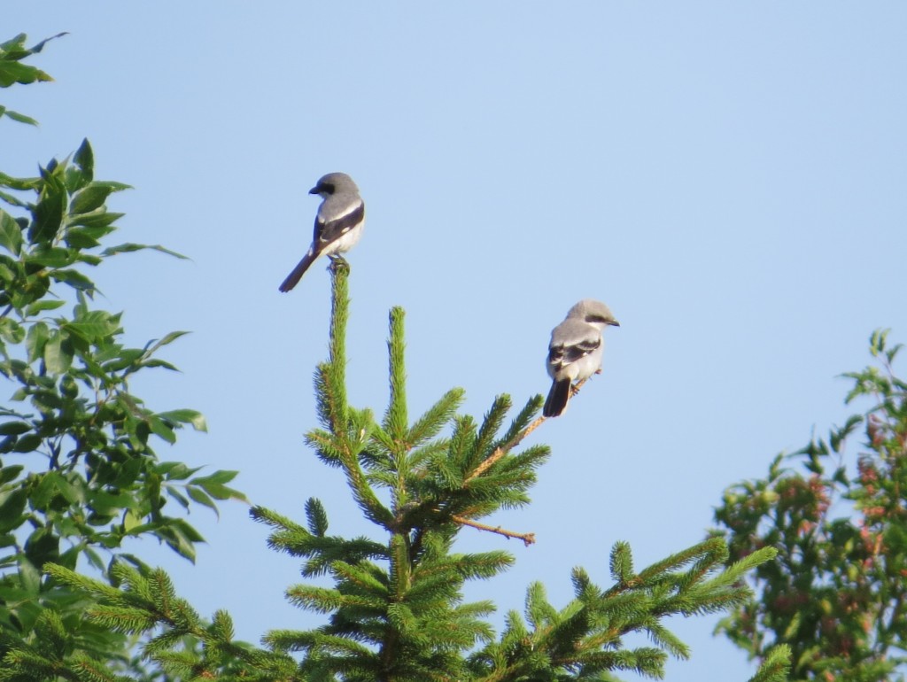 Loggerhead Shrike