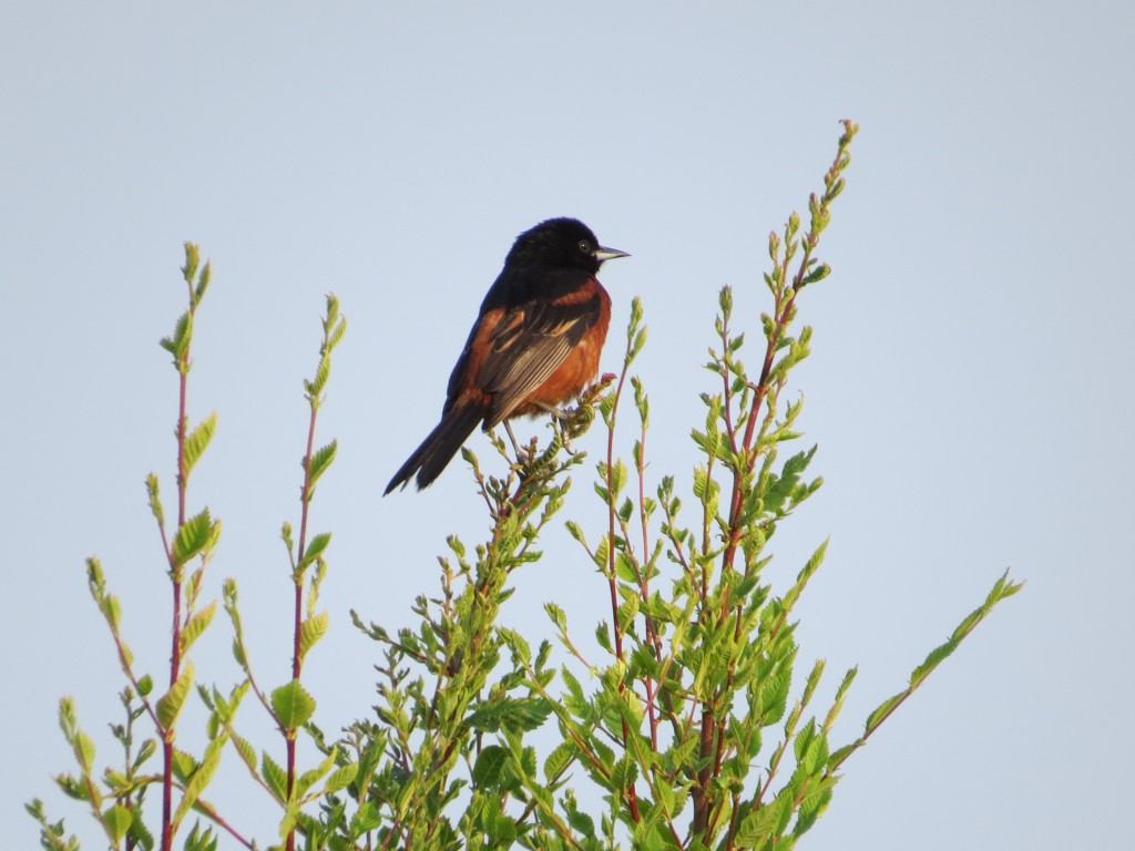 Adult male Orchard Oriole