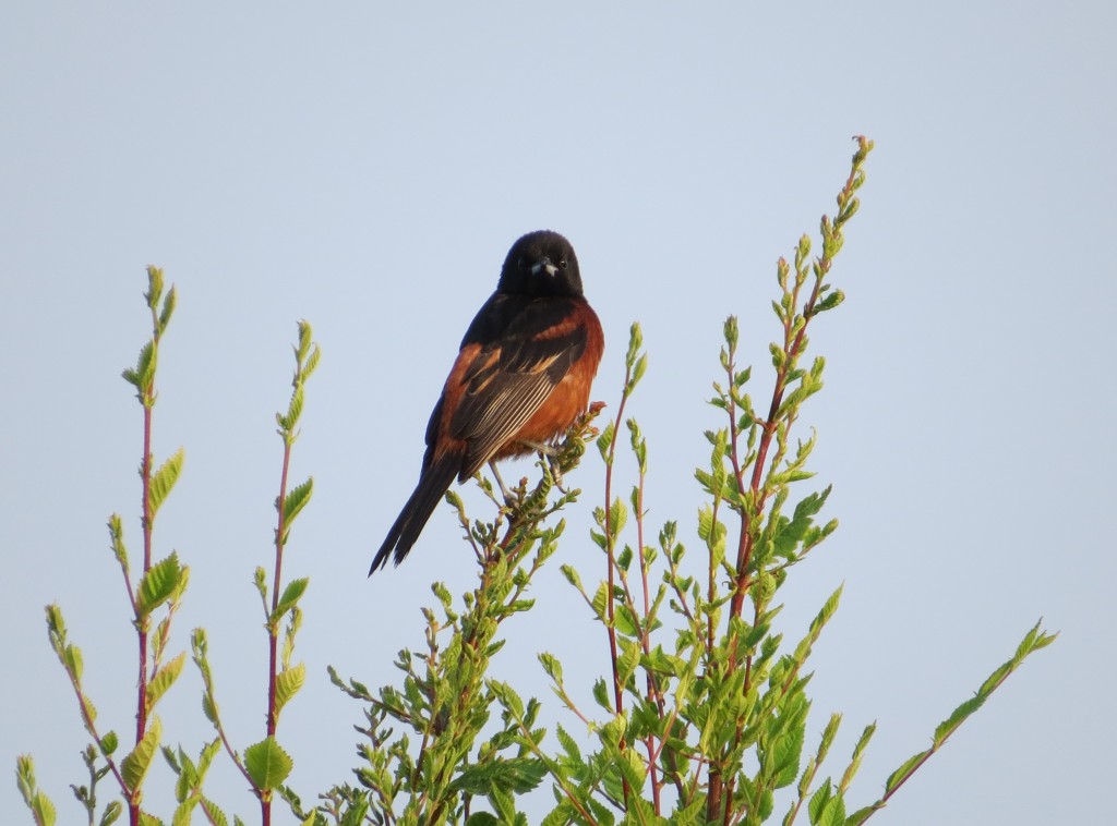 Orchard Oriole