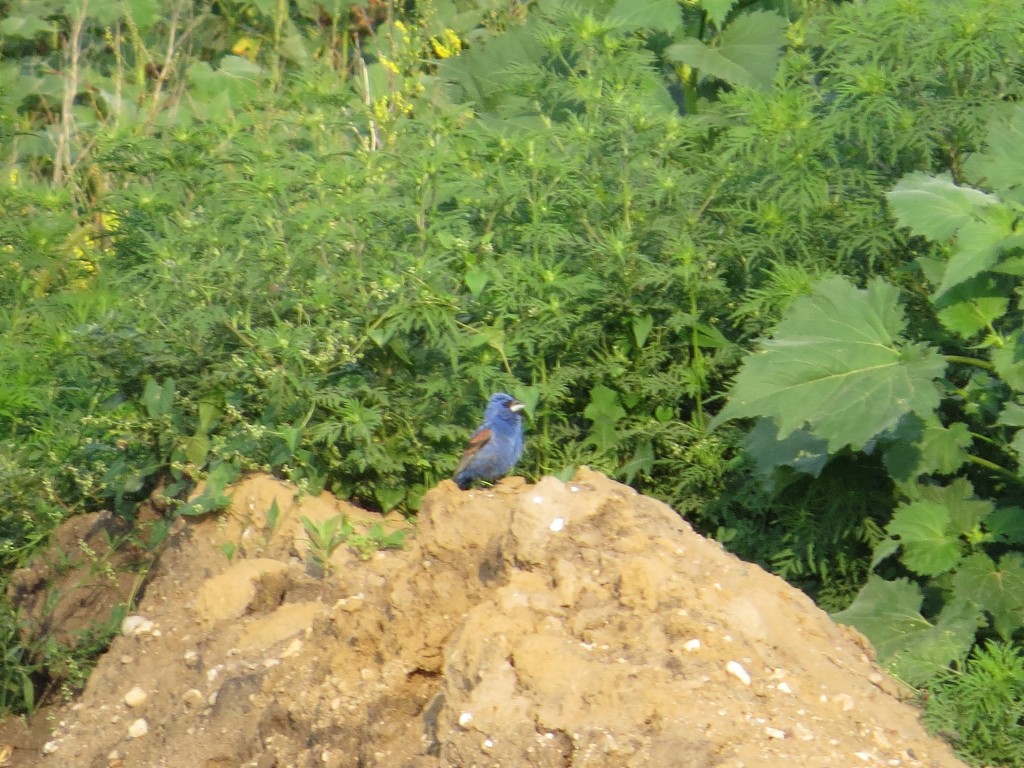 Blue Grosbeak