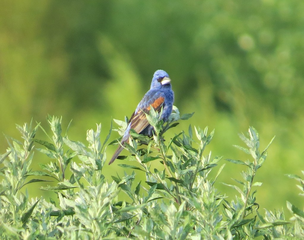 Blue Grosbeak