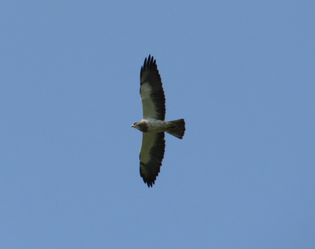 Swainson's Hawk