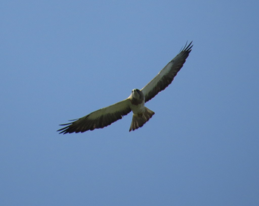 Swainson's Hawk