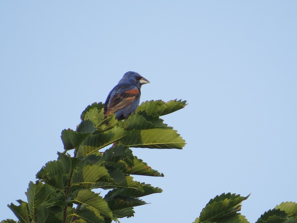 Blue Grosbeak at the Danube Brush Site