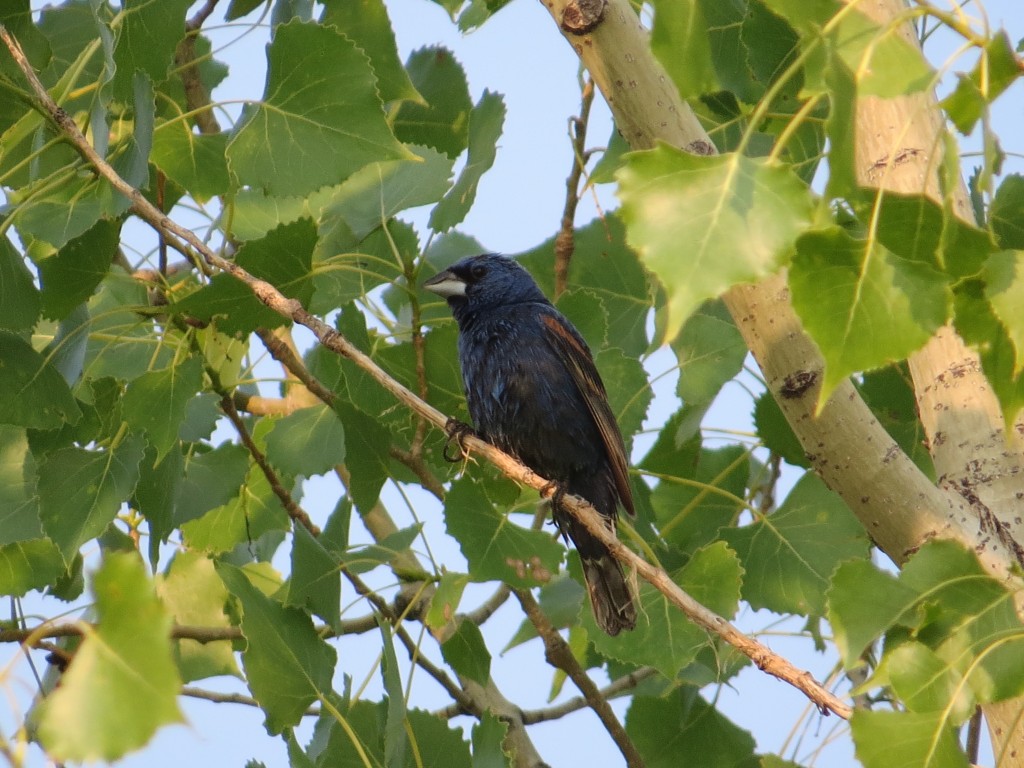 Blue Grosbeak